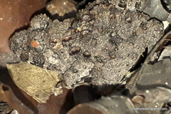 Minervarya keralensis