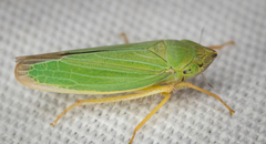 Draeculacephala crassicornis