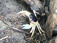 Geograpsus