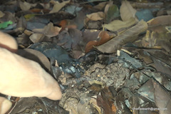 Minervarya keralensis