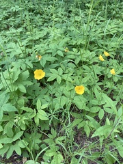 Ranunculus acris