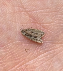 Pseudohermenias abietana