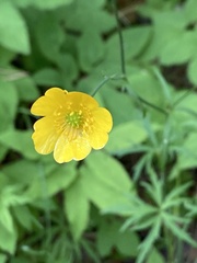 Ranunculus acris