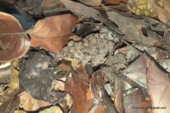 Minervarya keralensis