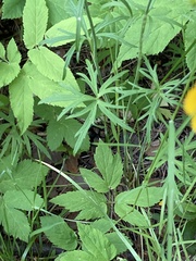 Ranunculus acris