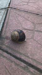Helix lucorum
