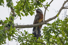 Coccyzus rufigularis