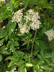 Sambucus nigra