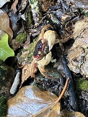 Geograpsus
