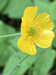 Ranunculus acris