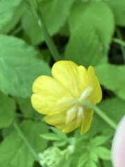 Ranunculus acris