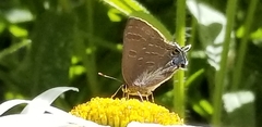 Satyrium caryaevorus
