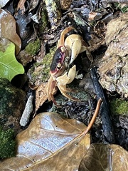 Geograpsus