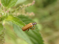 Cantharis figurata