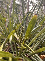 Wittmackia lingulata