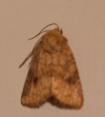 Atypha pulmonaris