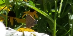 Satyrium caryaevorus
