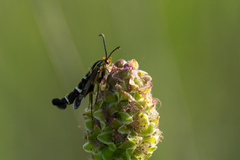 Chamaesphecia astatiformis