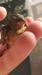 Passer domesticus