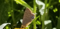 Satyrium caryaevorus