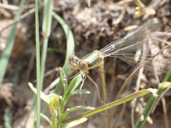 Chalcolestes viridis