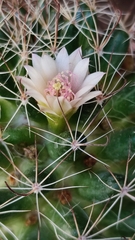 Mammillaria mathildae