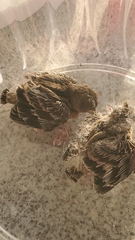 Passer domesticus