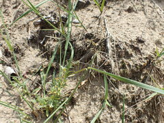 Chalcolestes viridis