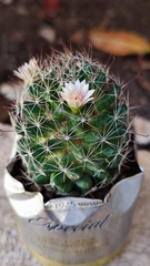 Mammillaria mathildae