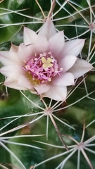 Mammillaria mathildae