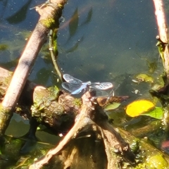 Pachydiplax longipennis