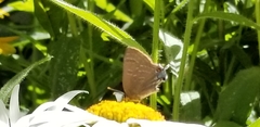 Satyrium caryaevorus