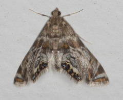 Petrophila confusalis