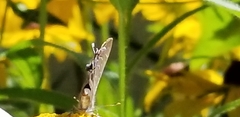 Satyrium caryaevorus