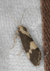 Cisthene faustinula