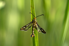 Chamaesphecia astatiformis