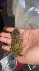 Triprion spatulatus