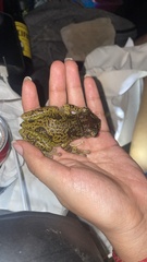 Triprion spatulatus