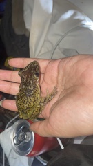 Triprion spatulatus