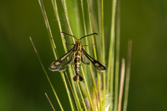 Chamaesphecia astatiformis