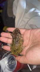 Triprion spatulatus