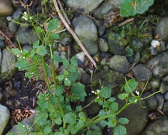 Cardamine breweri orbicularis