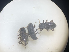 Microcylloepus