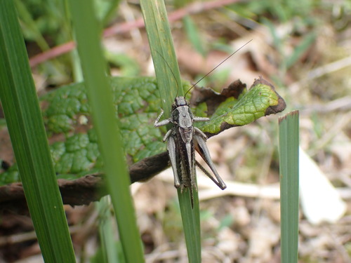 Grey Bush-cricket, 2116 Bentveld, Netherlands, photo 9 of 10
