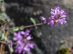 Thymus roseus