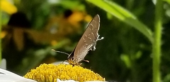 Satyrium caryaevorus