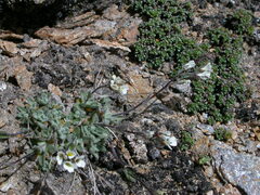 Draba dubia