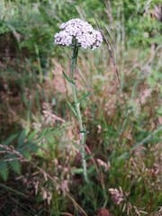 Achillea millefolium