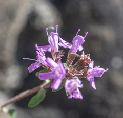 Thymus roseus