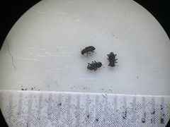Microcylloepus